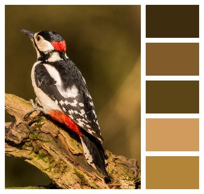 Forest Bird Great Spotted Woodpecker Woodpecker Image